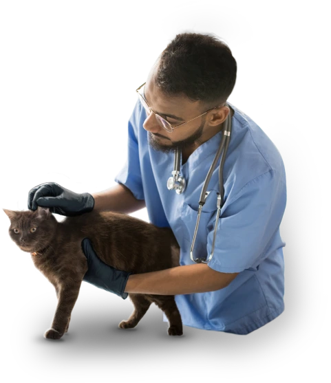 a veterinary doctor examining a sick cat